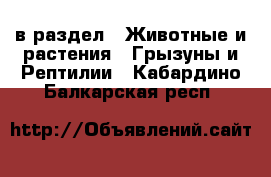  в раздел : Животные и растения » Грызуны и Рептилии . Кабардино-Балкарская респ.